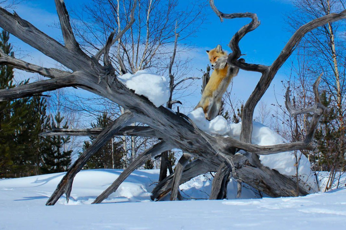 У лисы хвост пахнет фиалками! Лиса, Хитрость, Дикие животные, Хвост, Запах, Фиалки, Норка, Зима, Мышкование, Терпение, Дикая природа, Животные, Красота природы, Видео, Длиннопост