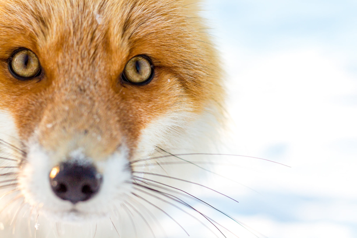 У лисы хвост пахнет фиалками! Лиса, Хитрость, Дикие животные, Хвост, Запах, Фиалки, Норка, Зима, Мышкование, Терпение, Дикая природа, Животные, Красота природы, Видео, Длиннопост