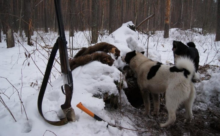 Охота на куницу с лайкой