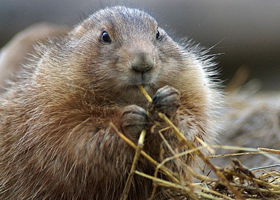 Сурок жует траву