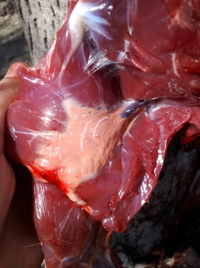 Сальная железа под мышкой у сурка