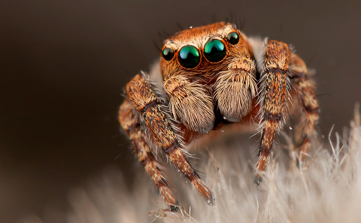 паук_скакун6