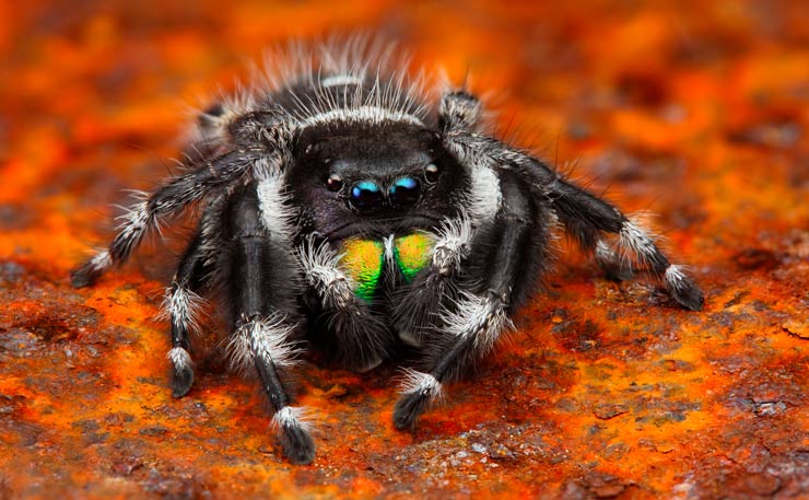 паук_скакун2