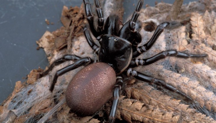 воронковый паук