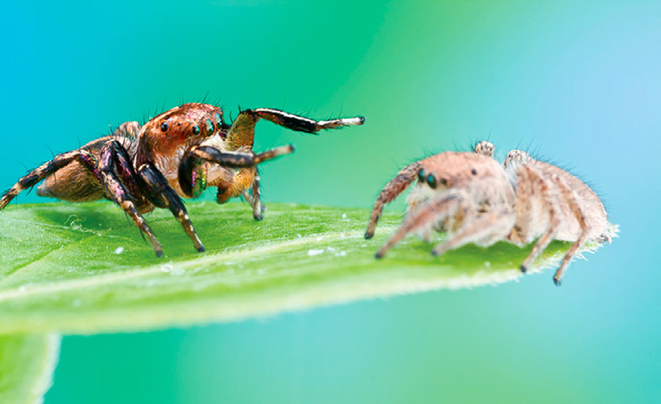 паук_скакун_размножение
