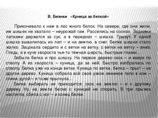 В. Бианки «Куница за белкой» Прикочевало к нам в лес много белок. На севере,