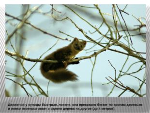 Движения у куницы быстрые, ловкие, она прекрасно бегает по кронам деревьев и