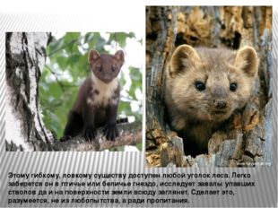 Этому гибкому, ловкому существу доступен любой уголок леса. Легко заберется о
