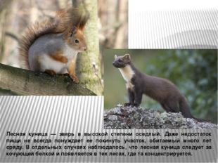 Лесная куница — зверь в высокой степени оседлый. Даже недостаток пищи не всег