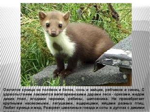 Охотится куница на полёвок и белок, сонь и зайцев, рябчиков и синиц. С удовол