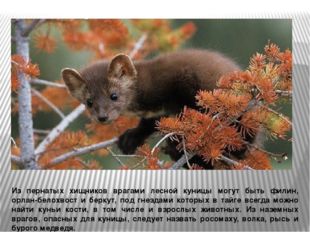 Из пернатых хищников врагами лесной куницы могут быть филин, орлан-белохвост