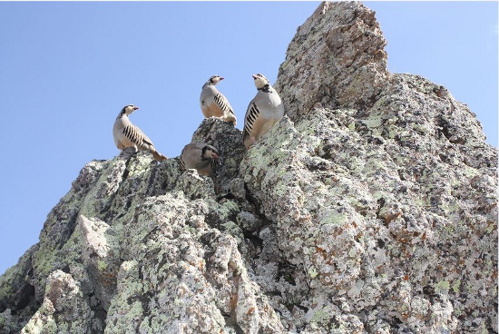 Охота на кеклика