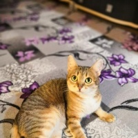 Сидим дома. Графический диктант. Звуко-буквенный анализ слова &laquo;кошка&raquo;