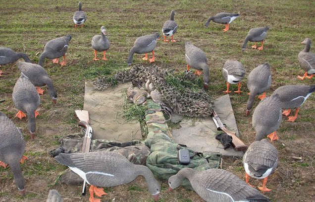 гуси и чучела