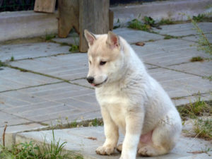 Щенок лайки