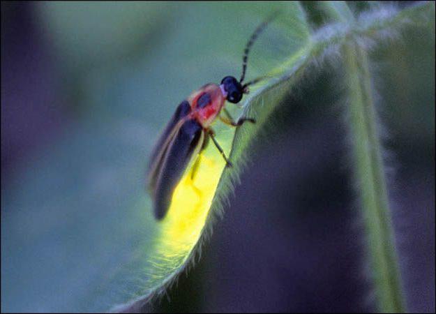 как светится светлячок