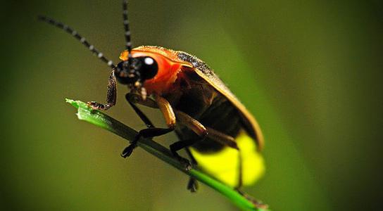 светлячок как выглядит и от чего светится