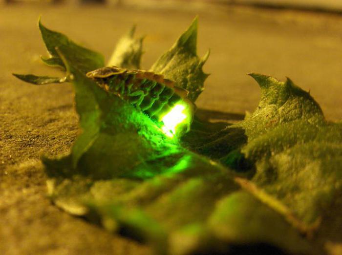 как выглядит личинка светлячка