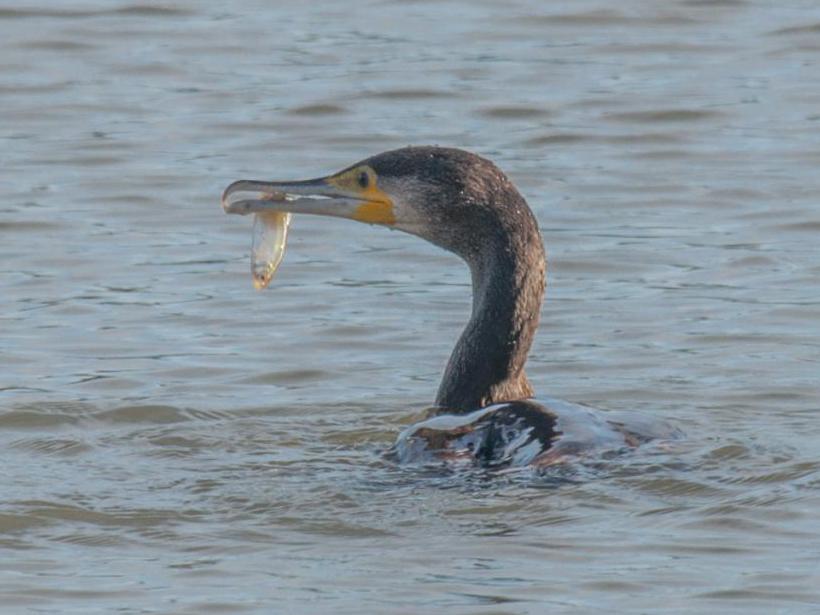 охота баклана