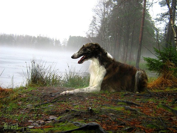 Охота с борзыми