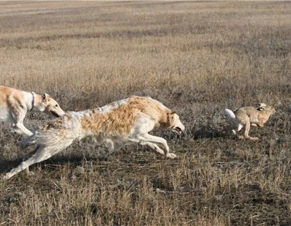 Охота с борзыми на зайца