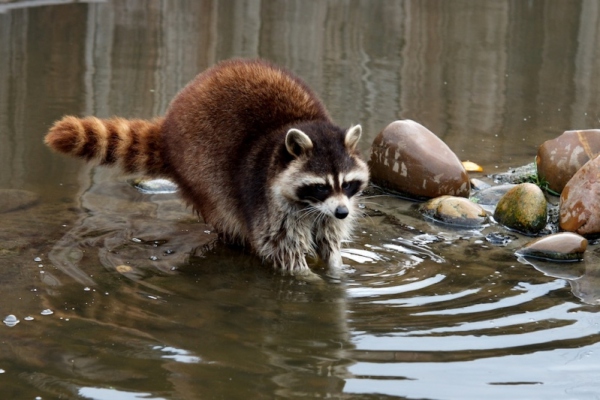 Енот полощет пищу