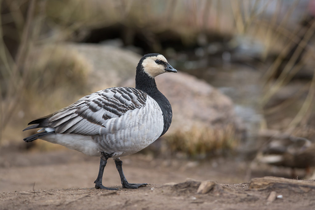 белощекая казарка