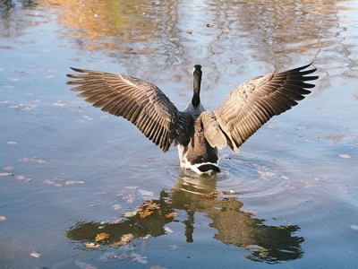 охота на гуся