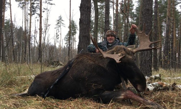 Сезон охоты на лося начинается в сентябре