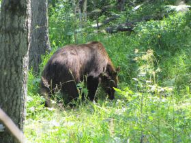 охота на овсах