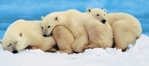 Медвежата первые полтора, а то и два года жизни проводят рядом с матерью, постепенно постигая все премудрости жизни. Однако даже после такой &laquo;школы&raquo; они не всегда бывают совершенно самостоятельными