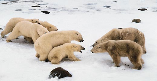 Обычно белые медведи обращают мало внимания друг на друга, но время от времени конфликты между ними все-таки случаются. Чаще всего яблоком раздора в подобных ситуациях служит что-нибудь съестное