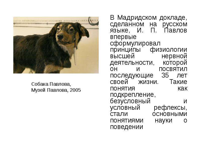 Презентация на тему Павлов, Иван Петрович. , слайд №8