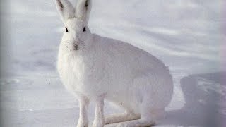 Петли на зайца, охота на зайца ( Установка петель ) Installation Loop(Многие зрители просили снять установку на зайца петель. Если будет пользоваться спросом видео, сделаю. 2016-01-05T02:00:01.000Z)