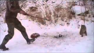 Рысь в капкане.Жесть!(рысь,охота,кровь,капкна,лес,животные,атака,, 2013-01-03T11:14:38.000Z)