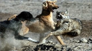 Тайган берет волка!(Тайган применяется для охоты на горного козла (в прошлом на архара), косулю, лисицу, корсака, барсука, волка. 2014-04-28T06:50:16.000Z)