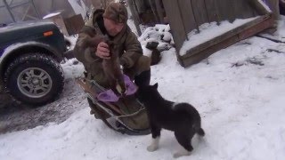 Обучение щенка лайки(Очередное собачье