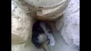 Охота на барсука. Бинго(Норная охота, барсук, ,фокстерьер. Казахстан., 2014-03-10T09:31:29.000Z)