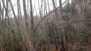 охота на барсука. встреча с изюбрями. (Охотился на барсука со своим молодым кобелем Дон, а нарвались на матуху и сайка изюбря., 2013-10-28T11:39:52.000Z)