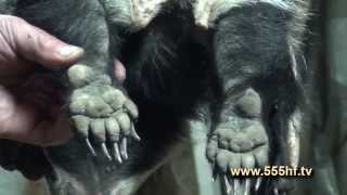 Охоте на барсука на засидке. С Алексеем Партизаном.(На сайте www.555hf.tv (интернет-телевидение) Вы можете посмотреть эту передачу полностью онлайн бесплатно. Смотр. 2015-01-21T07:45:25.000Z)