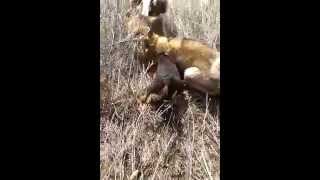 охота на барсука 2015(, 2015-10-15T16:37:31.000Z)