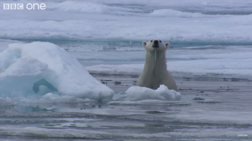 Видео, которое держит в напряжении: охота белого медведя на тюленя