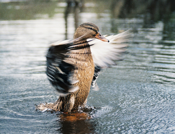 Утка расправляет крылья
