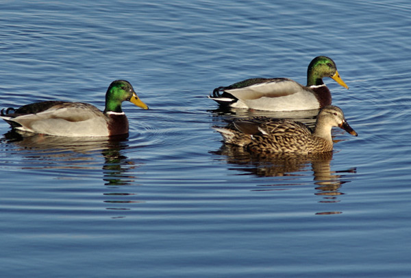 Утки на воде