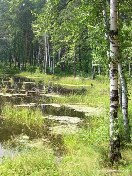 Диктанты по русскому языку на тему лето (6 класс)