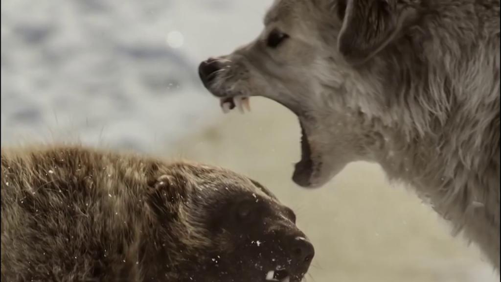 росомаха против собаки
