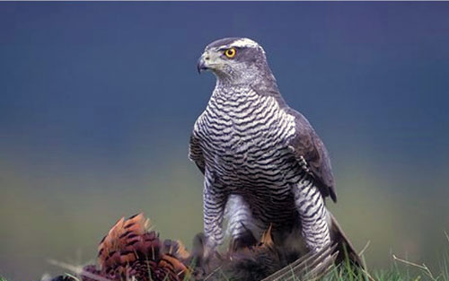 Ястреб тетеревятник