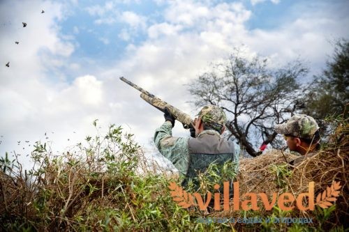 Охота на диких голубей