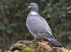 Охота на голубей и ваяхиря: как поймать сумасшедших птиц