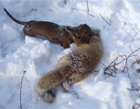 Охота на лис с таксой